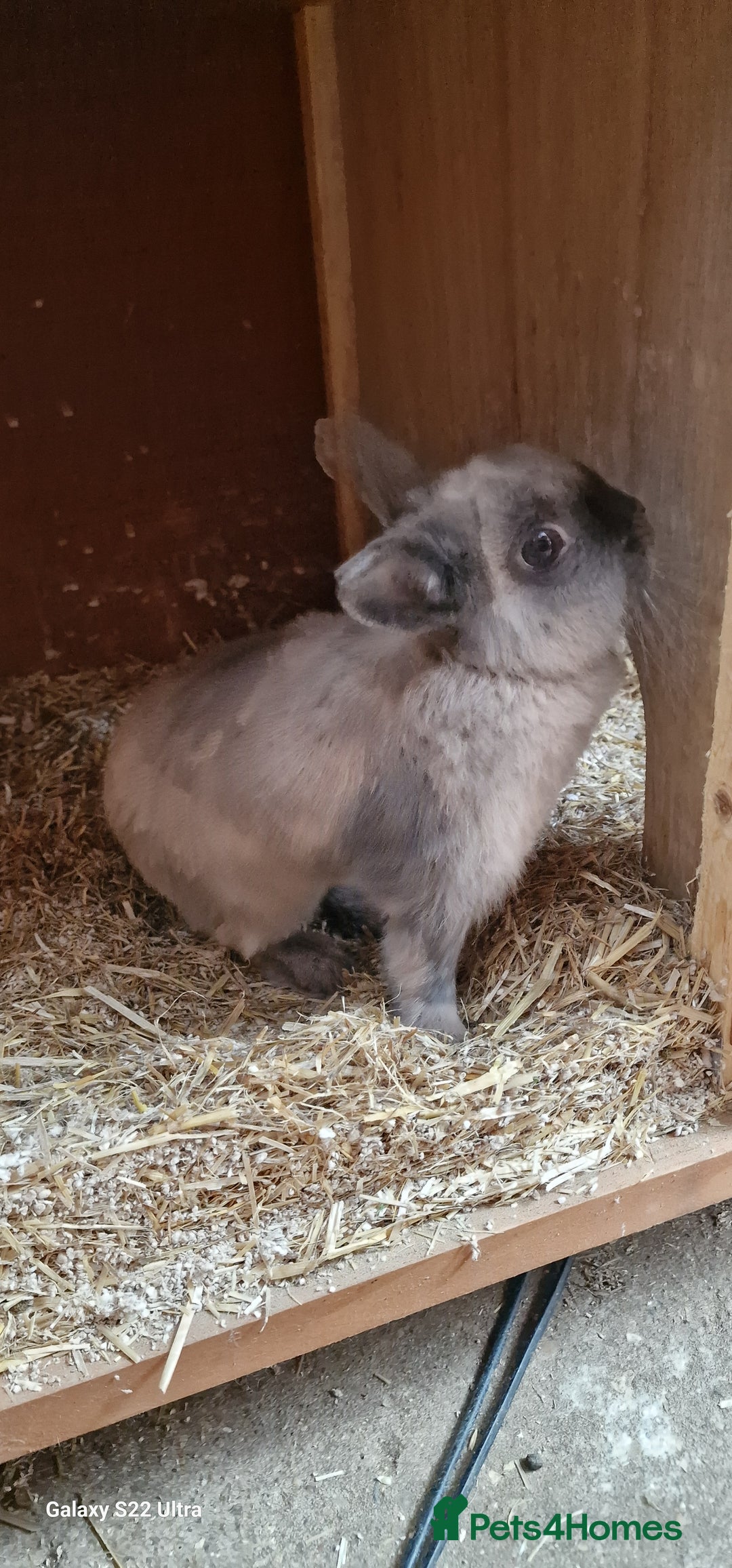 Netherland Dwarf rabbits for sale: Various Netherland Dwarfs available from £20 - Image 30