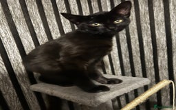 Mixed Breed cats for sale: 1 Black Male kitten, ready to leave.  - Image 3