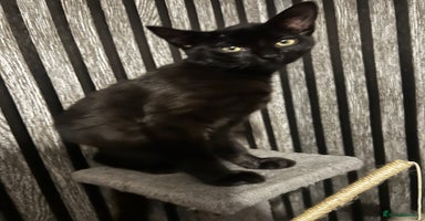 Mixed Breed cats - Advert 9
