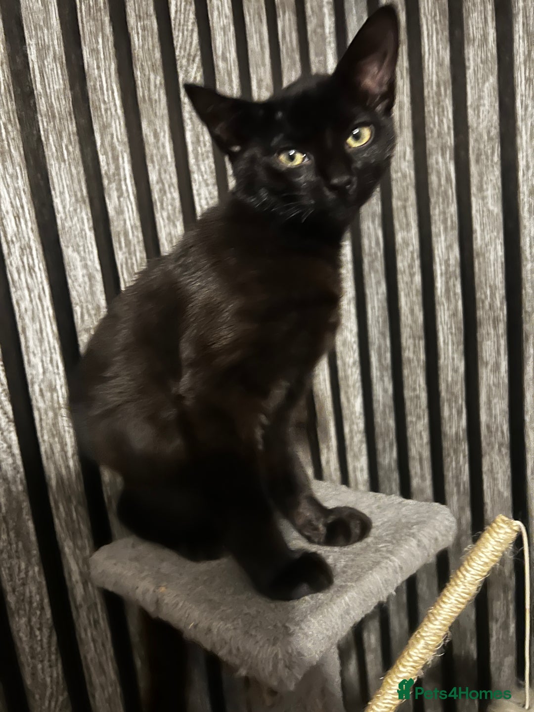 Mixed Breed cats for sale: 1 Black Male kitten, ready to leave.  - Image 3