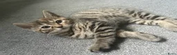Bengal cats for sale: Bengal kittens  - Advert 2