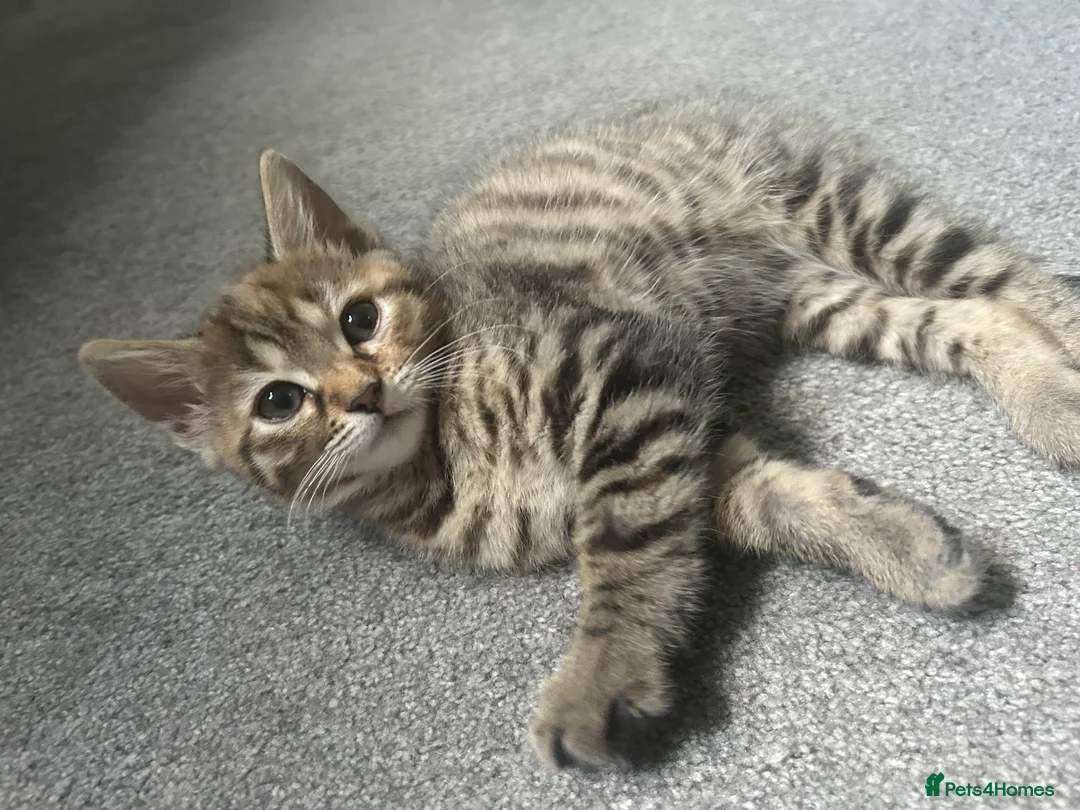 Bengal cats for sale: Bengal kittens  - Advert 2