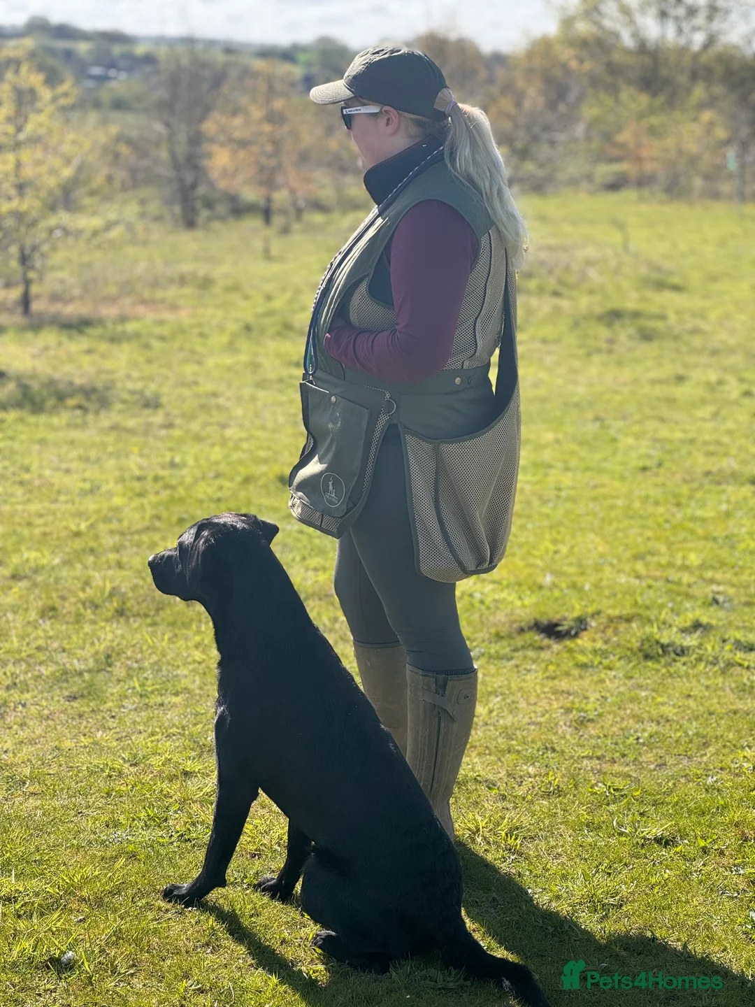 Labrador Retriever dogs for stud: FTCH sired superb lines absolute gent  in Droitwich - Advert 8