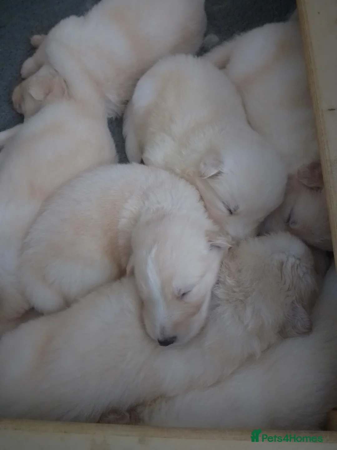 German Shepherd dogs for sale: White long coat straight back German Shepherd pups - Advert 19