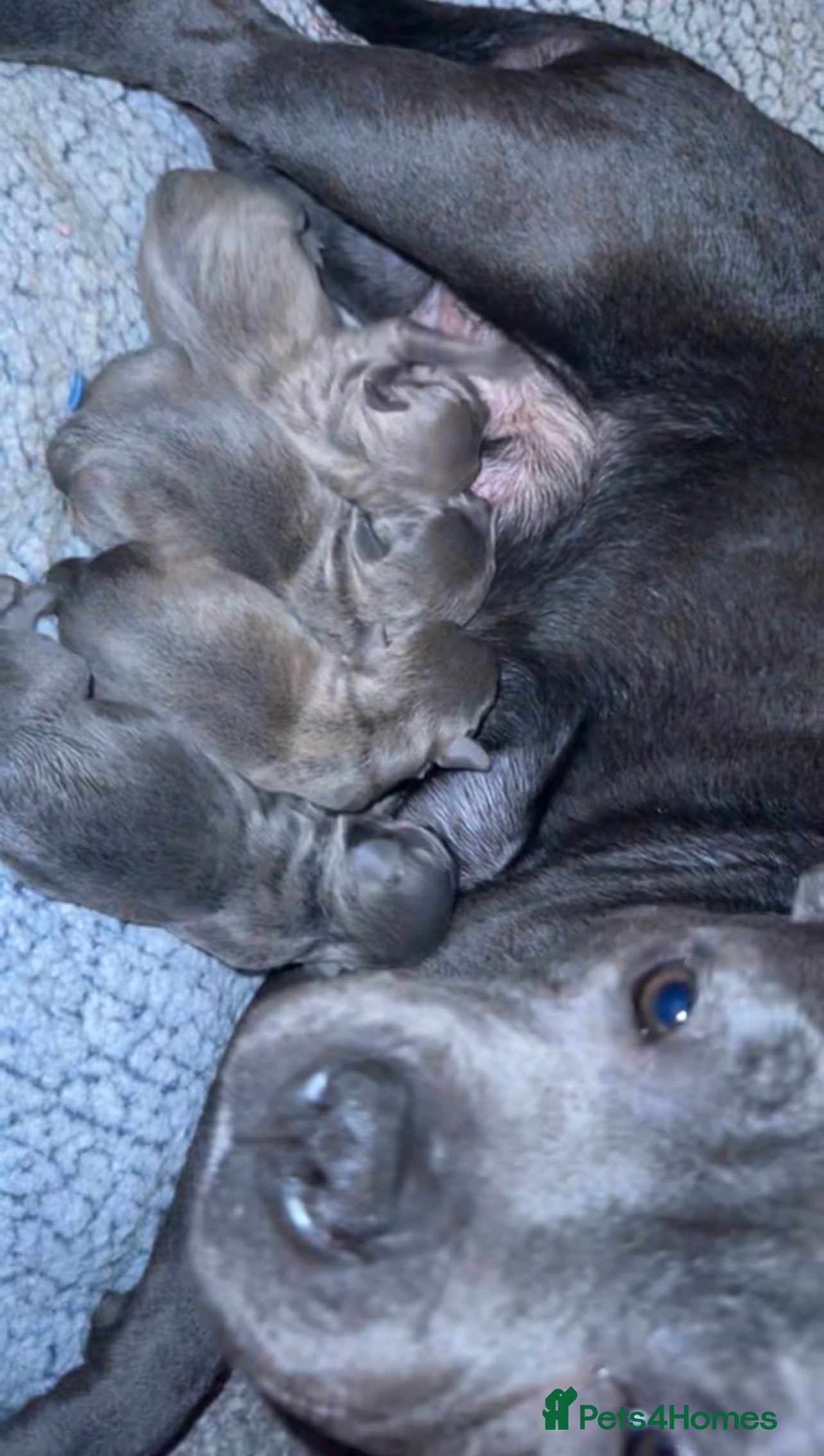 Staffordshire Bull Terrier dogs Champion lines Staffordshire bull terrier pups  - Advert 6