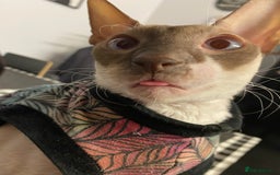 Cornish Rex cats for sale: Kira and Sushi - Image 10