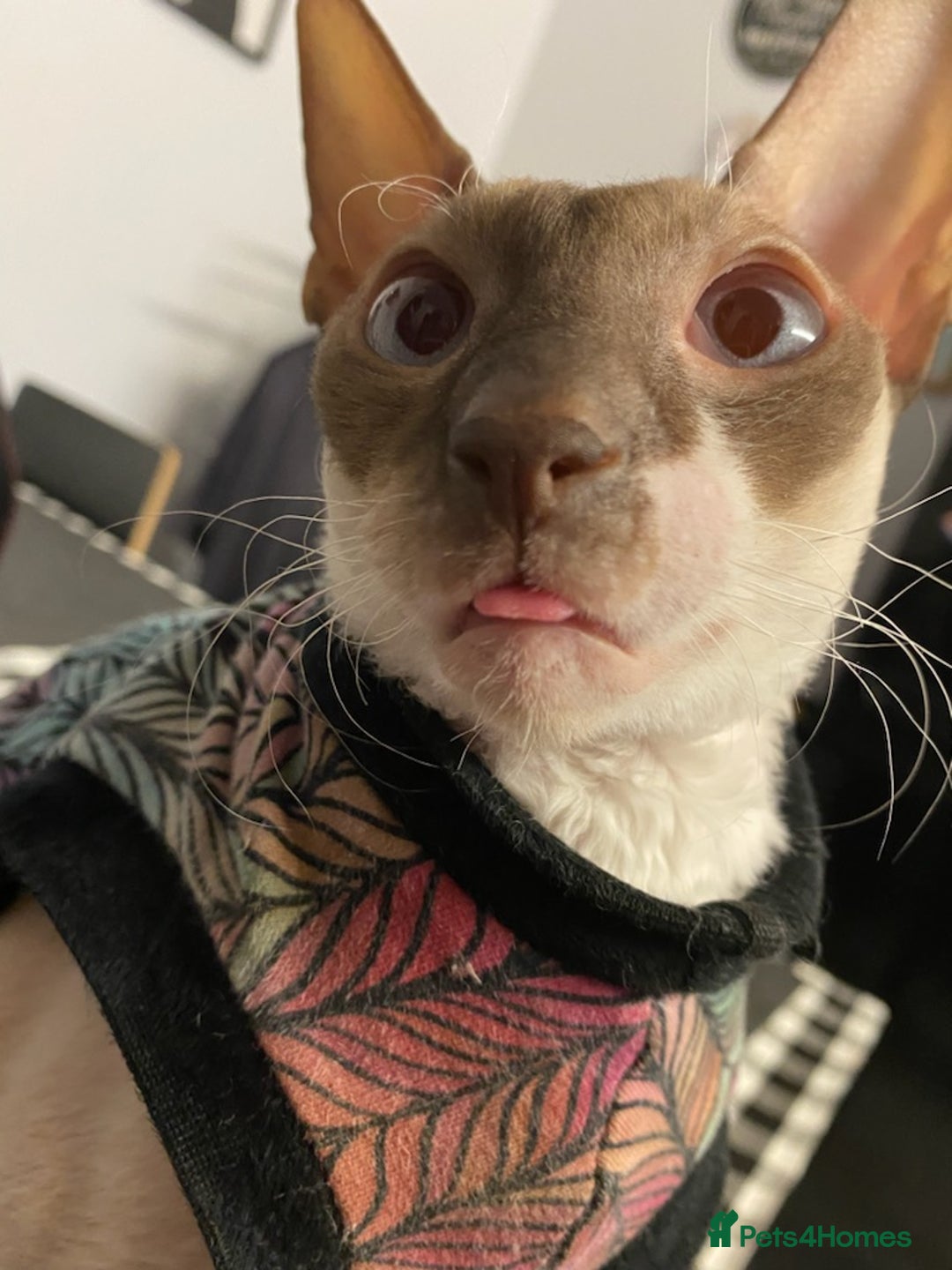 Cornish Rex cats for sale: Kira and Sushi - Image 10