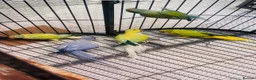 Parakeets birds for sale: Indian Ringneck parrot  - Advert 4