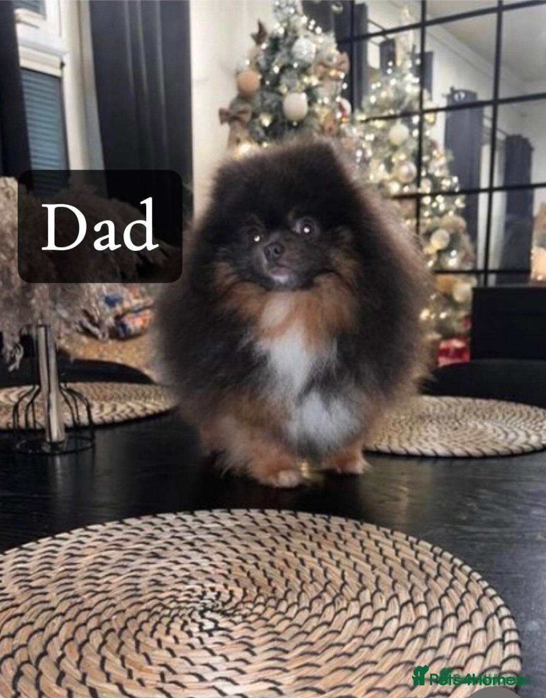 Pomeranian dogs for sale: ICE white Pomeranian girl READY NOW  - Image 17