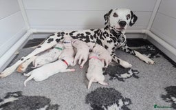 Dalmatian dogs for sale: Show Line LUA KC Dalmatian Puppies - Licensed - Image 1