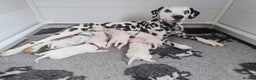 Dalmatian dogs for sale: Show Line LUA KC Dalmatian Puppies - Licensed - Advert 3