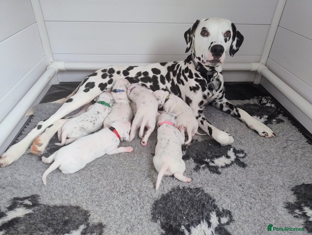 Dalmatian dogs for sale: Show Line LUA KC Dalmatian Puppies - Licensed - Image 1