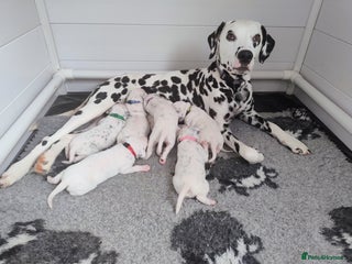 Dalmatian dogs - Advert 26