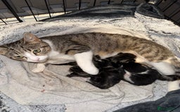 Mixed Breed cats for sale: Mixed kittens.  - Image 6