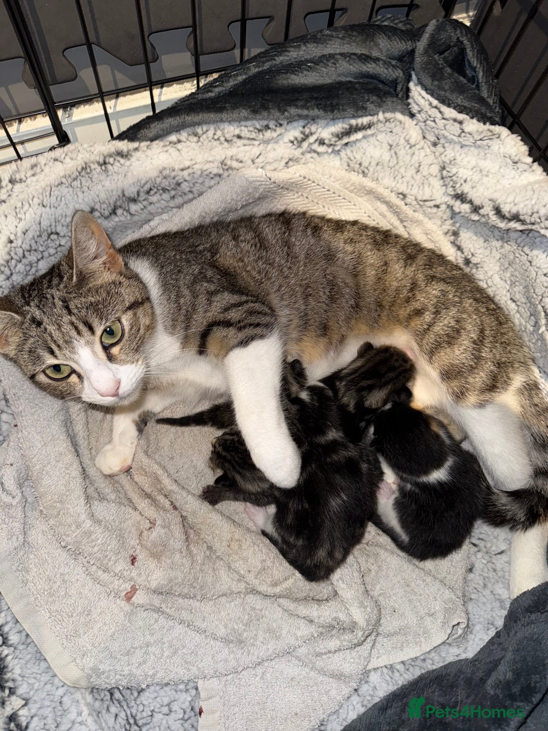 Mixed Breed cats for sale: Mixed kittens.  - Image 6
