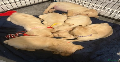 Labrador Retriever dogs - Advert 8