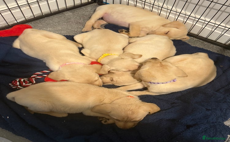 Labrador Retriever dogs - Advert 2