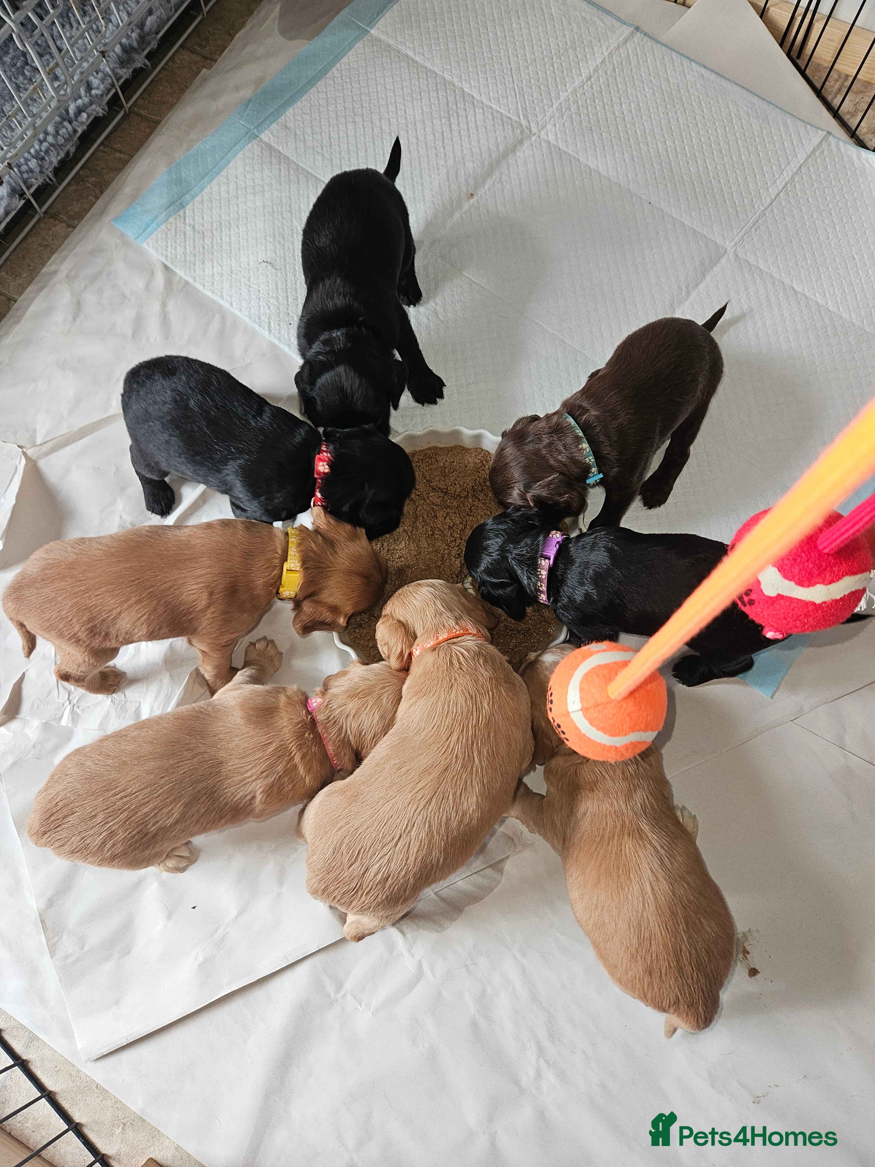 Cocker Spaniel dogs Cocker spaniel puppies KC Registered, home reared. - Advert 2