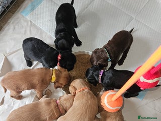 Cocker Spaniel dogs Cocker spaniel puppies KC Registered, home reared. - Advert 15