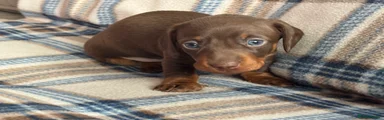 Miniature Dachshund Puppy 2