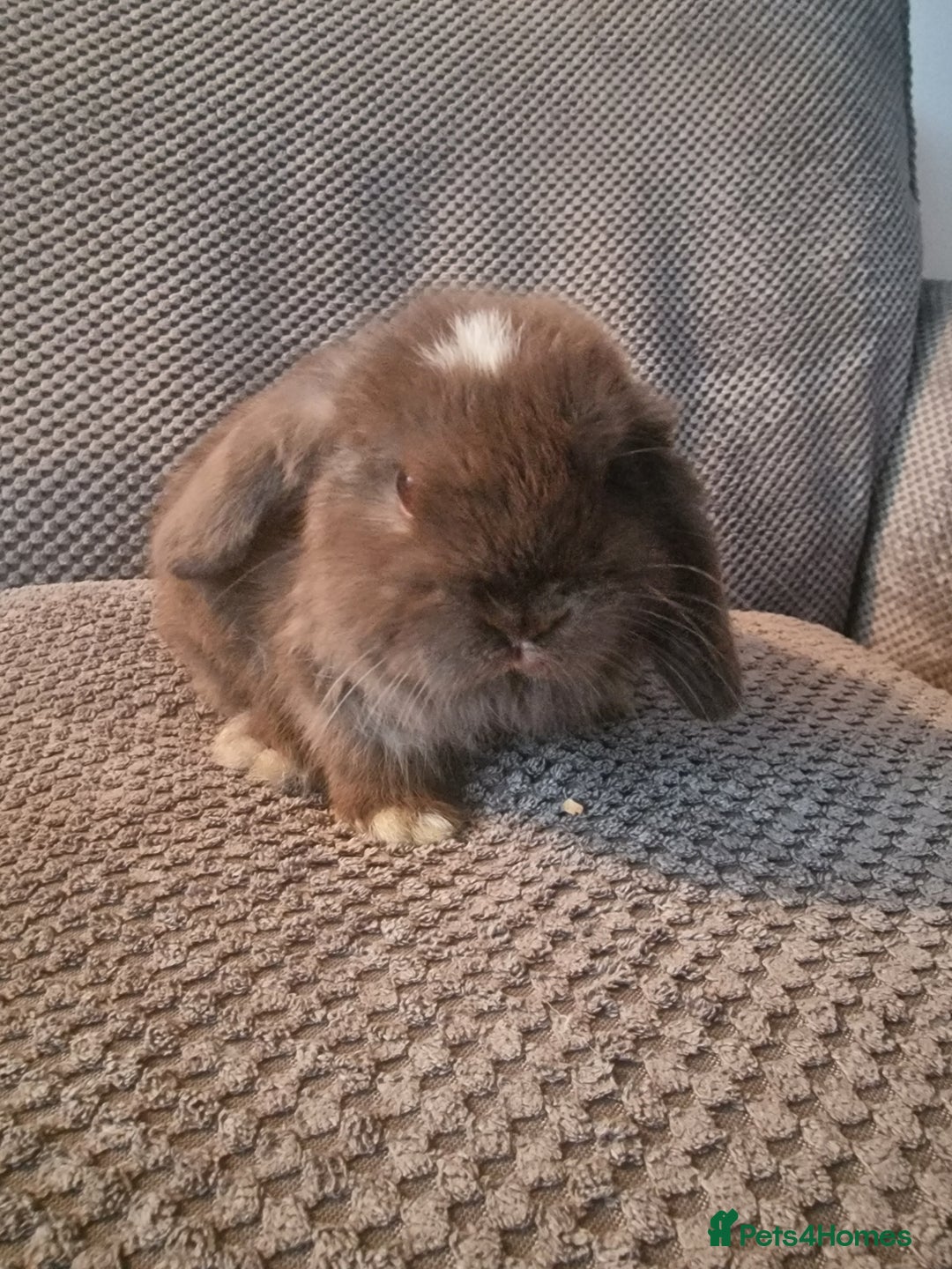 Mini Lop rabbits for sale: Baby mini lop bunnies 🐰  - Advert 2