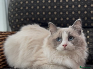 Ragdoll cats 🌟TICA🌟Champion Ragdoll🏆🏆🏆 - Advert 10