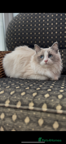 Ragdoll cats 🌟TICA🌟Champion Ragdoll🏆🏆🏆 - Advert 10