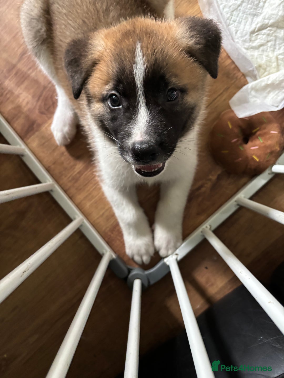 Akita dogs for sale: American akita Female bitches  - Image 11