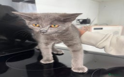 Mixed Breed cats for sale: 2 Grey Kittens  - Image 8