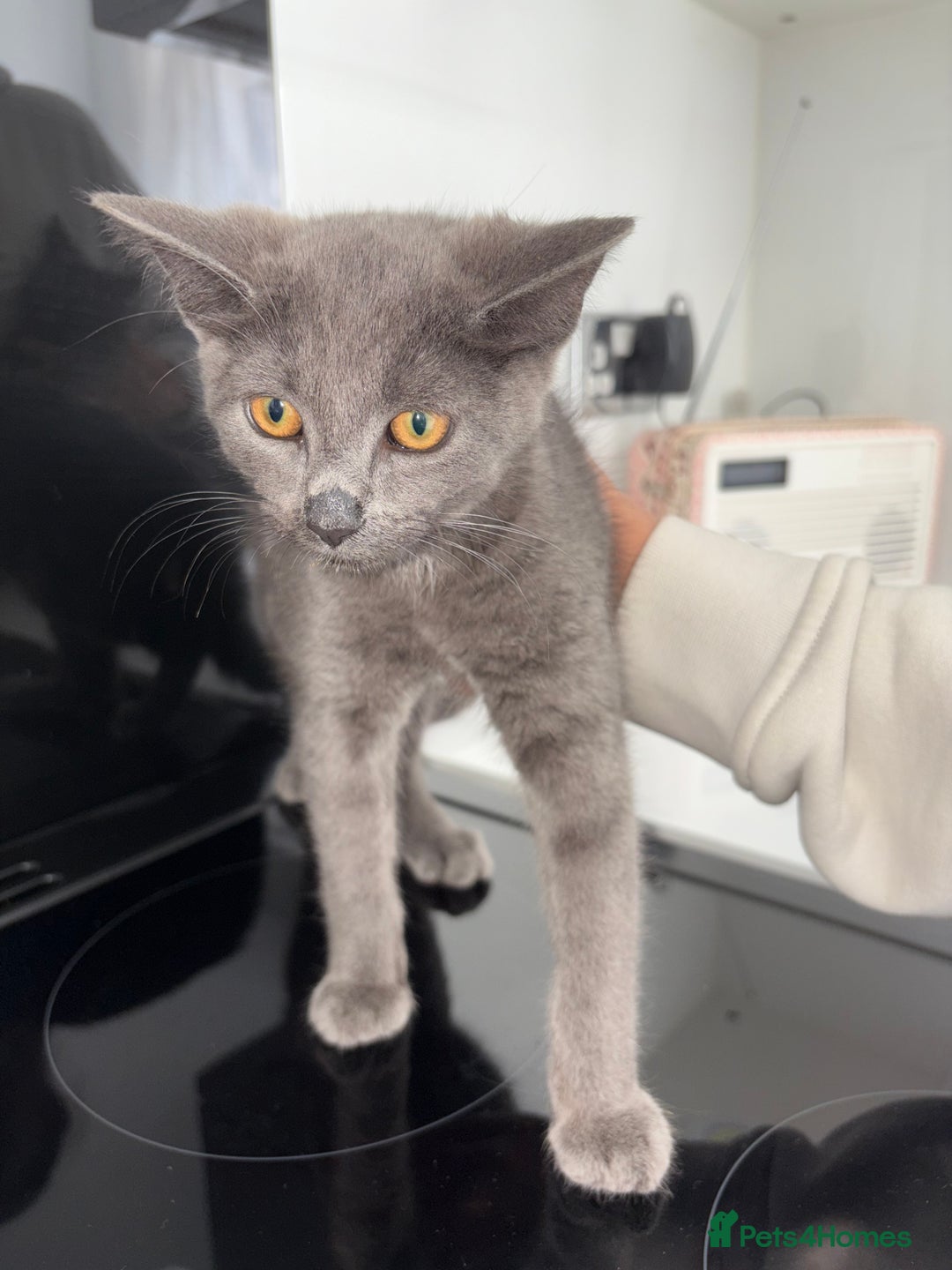 Mixed Breed cats for sale: 2 Grey Kittens  - Image 8