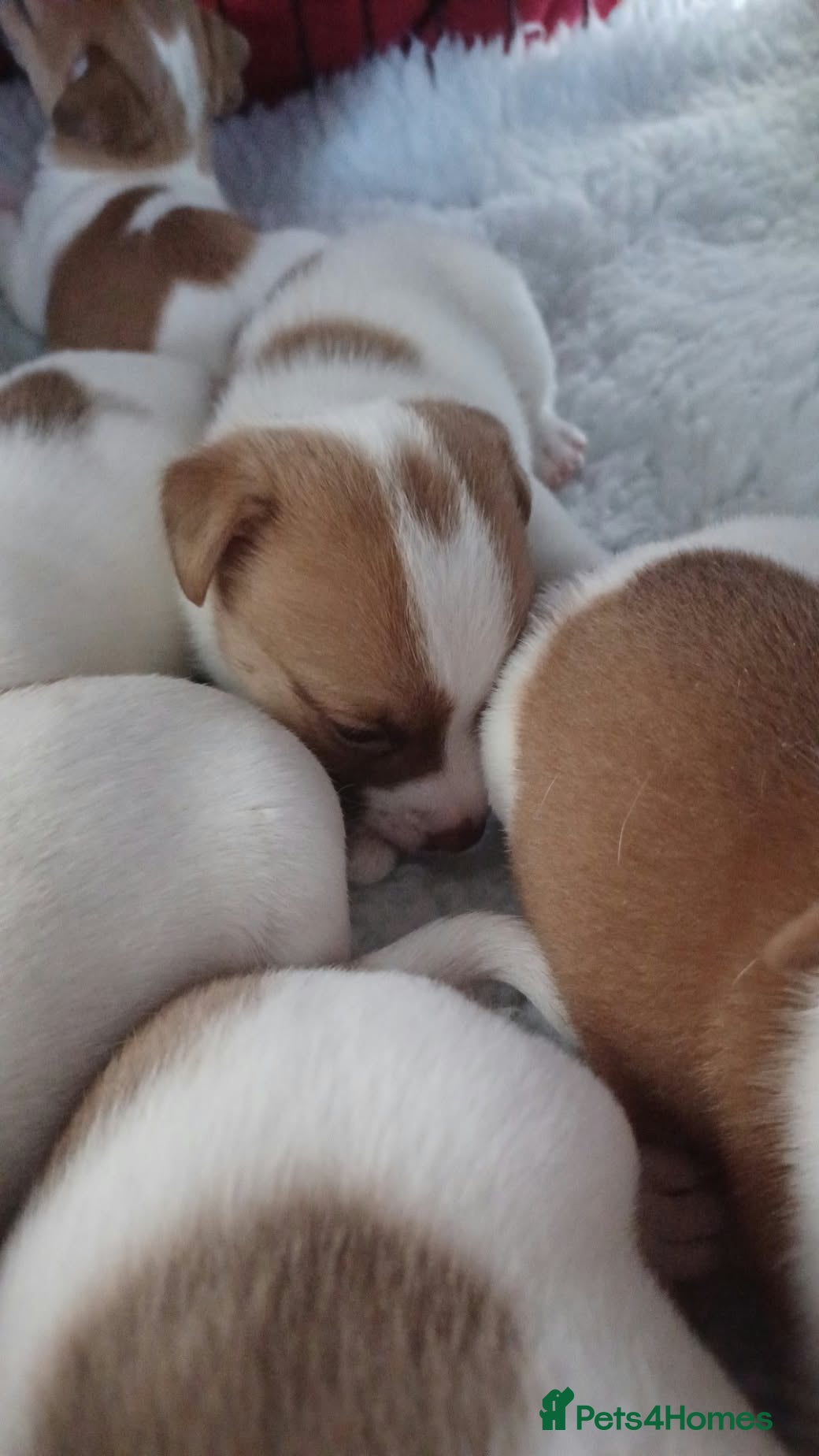 Jack Russell dogs  Minature Jack Russell Terrier Puppies. - Advert 2