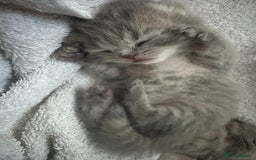Scottish Fold cats for sale: Scottish straight  - Image 6