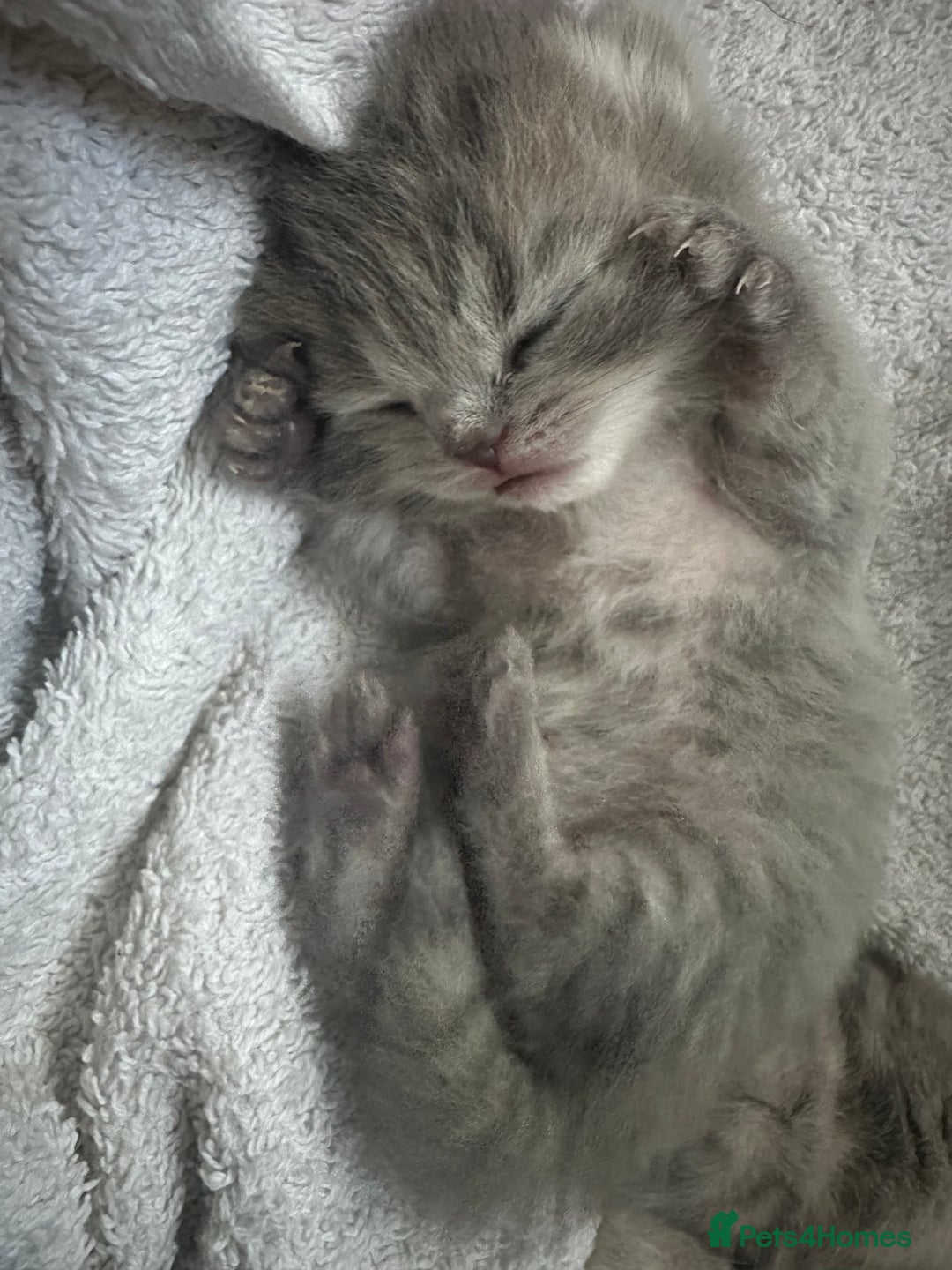 Scottish Fold cats for sale: Scottish straight  - Image 6