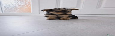 Yorkshire Terrier Puppy 4