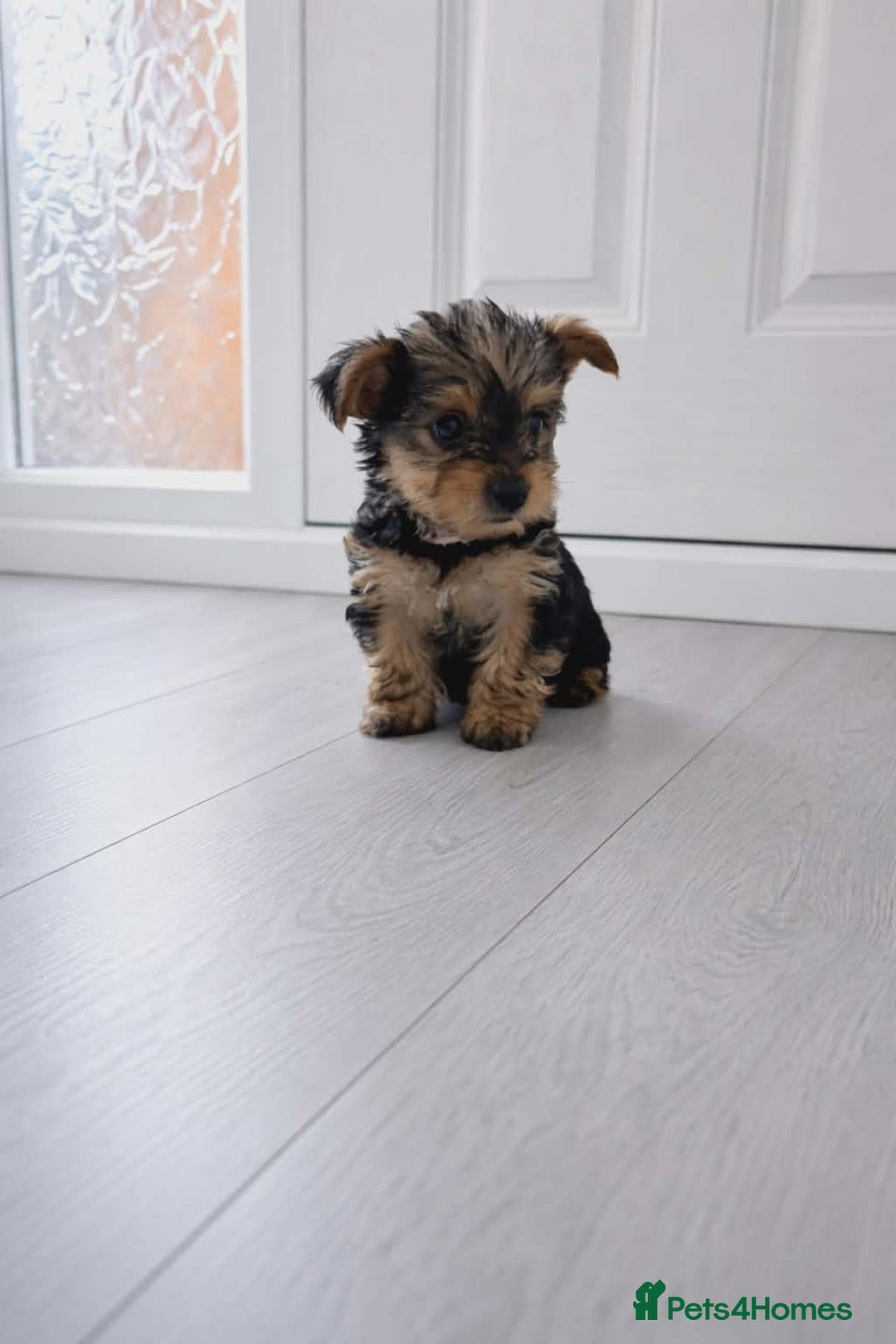 Yorkshire Terrier dogs for sale: Yorkshire terrier for sale - Advert 6