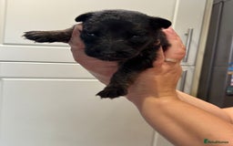 German Shepherd dogs for sale: 11 Cute German Shepherds!  - Image 27