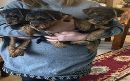 Welsh Terrier dogs for sale: Stunning KC reg PLL CLEAR Welsh terrier puppies in Dronfield - Image 15