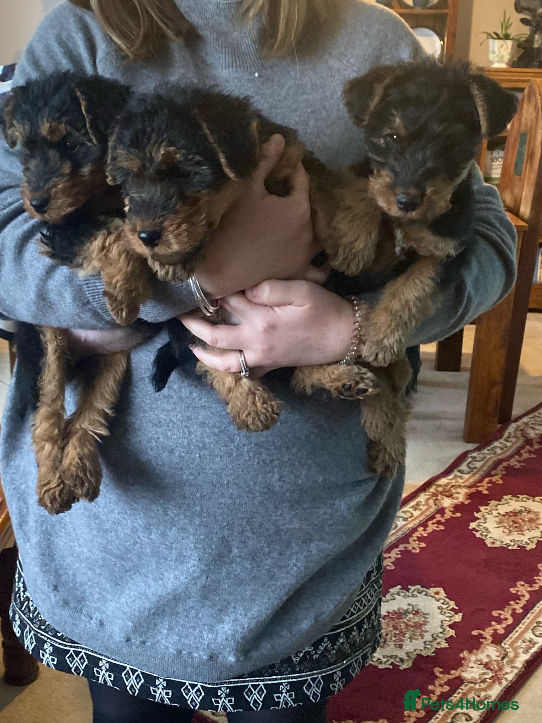 Welsh Terrier dogs for sale: Stunning KC reg PLL CLEAR Welsh terrier puppies in Dronfield - Image 15