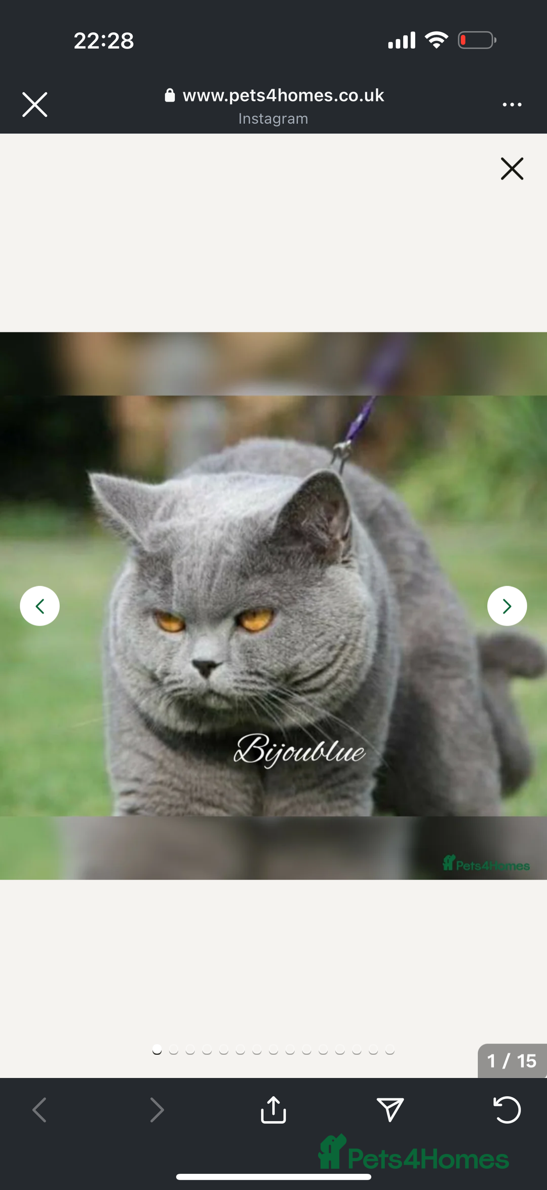 Scottish Fold cats for sale: Scottish fold and straight kittens  - Image 19