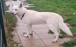 German Shepherd dogs for stud: Proven White Shepherd Dog ~ Frozen Semen Available - Image 8