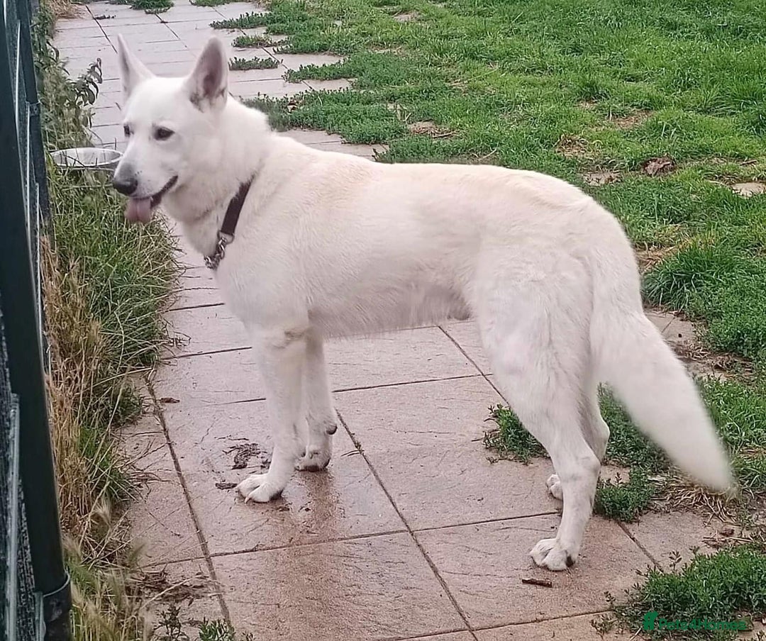 German Shepherd dogs for stud: Proven White Shepherd Dog ~ Frozen Semen Available - Image 8