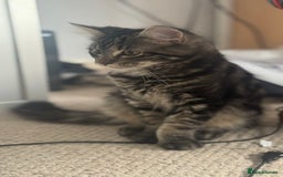 Mixed Breed cats for sale: Kittens for sale - Image 11
