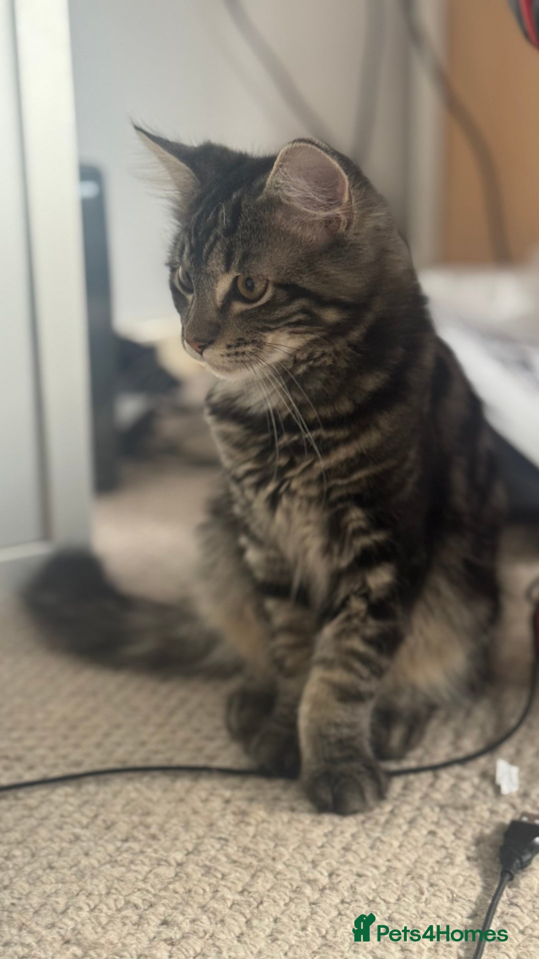 Mixed Breed cats for sale: Kittens for sale - Image 11