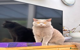 British Shorthair cats for sale: Calm & Loving British Shorthair - Image 1