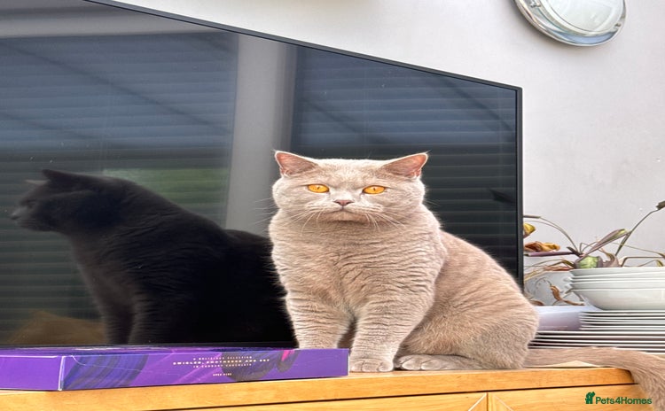 British Shorthair cats - Advert 12