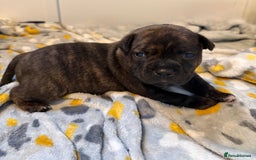 Staffordshire Bull Terrier dogs for sale: Floyd & Sky - Advert 23