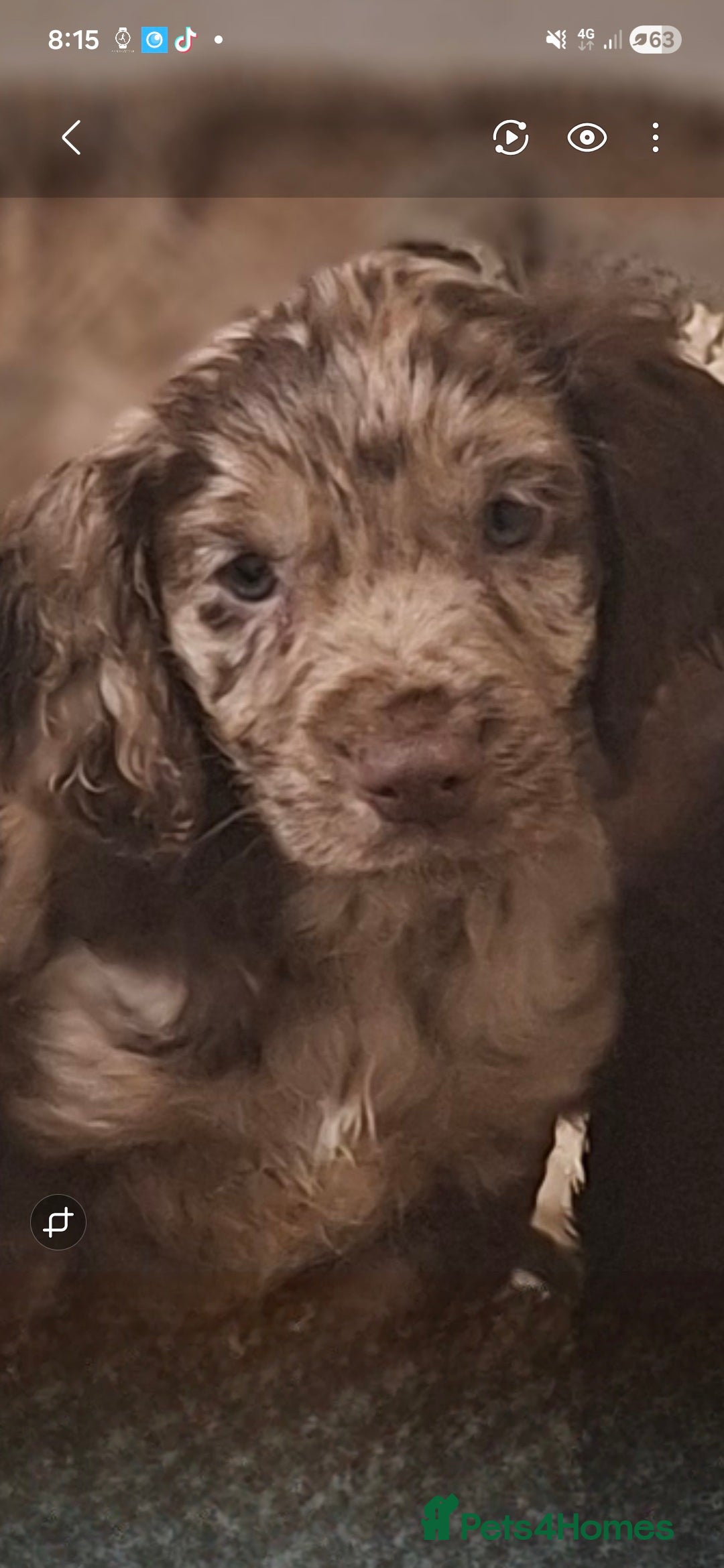 Cocker Spaniel dogs for sale: Cocker spaniel puppies  - Advert 9