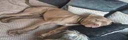 Mixed Breed dogs for sale: Russo-Bear in Warrington - Advert 26