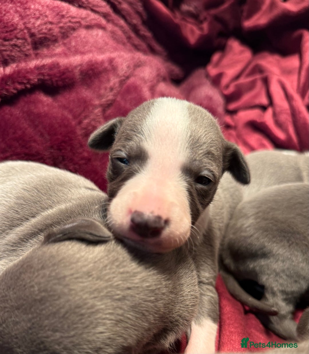 Whippet dogs for sale: 3 Stunning Whippet Boy's available  - Advert 15