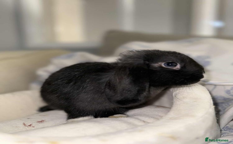 English Lop rabbits - Advert 3